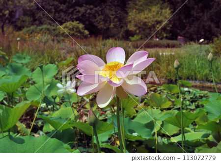 flower of Nelumbo nucifera 113072779