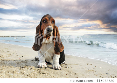 basset hound on the beach basset hound on the beach 113072780