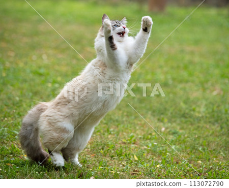ragdoll cat in garden 113072790