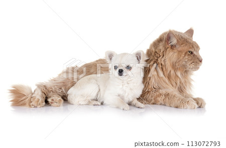 maine coon cat and chihuahua maine coon cat and chihuahua 113072793