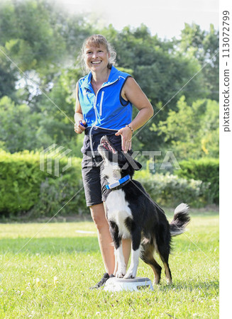 obedience training for border collie 113072799