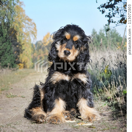 English Cocker Spaniel English Cocker Spaniel 113072803