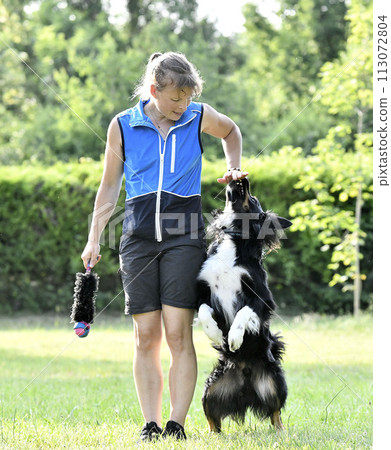 obedience training with a border collie obedience training with a border collie 113072804