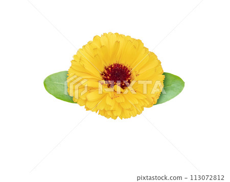 Marigold or calendula flower with leaves isolated on white Marigold or calendula flower with leaves isolated on white 113072812