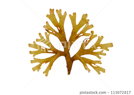 Dictyota dichotoma or forkweed brown algae isolated on white. 113072817
