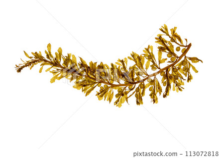 Sargassum muticum or Japanese wireweed or japweed seaweed isolated on white 113072818