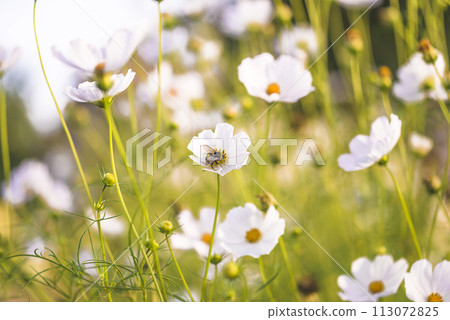 Summer meadow with bumble bee on a white blooming cosmos flowers Summer meadow with bumble bee on a white blooming cosmos flowers 113072825
