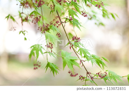 Inconspicuous and cute red flowers of a maple among the fresh greenery Inconspicuous and cute red flowers of a maple among the fresh greenery 113072831
