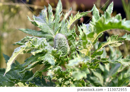 Poppy leaves with an unopened flower. 113072955