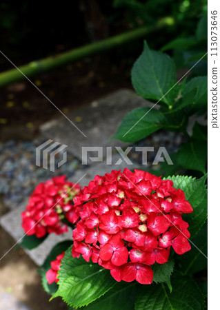 Red hydrangeas blooming in a corner of a Japanese garden Red hydrangeas blooming in a corner of a Japanese garden 113073646