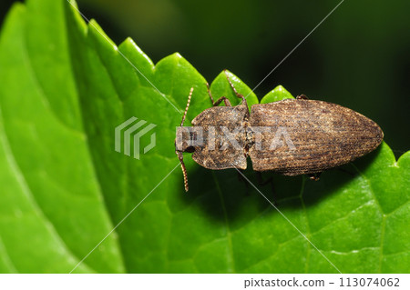 A kind of click beetle A kind of click beetle 113074062