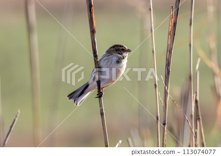 Reehara's Ohjulin Reehara's Ohjulin 113074077