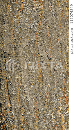 Vector illustration of the bark of the Golden Shower tree Koelreuteria paniculata 113074249
