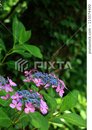 鮮綠色的山路上綻放著色彩鮮豔的繡球花 鮮綠色的山路上綻放著色彩鮮豔的繡球花 113074400