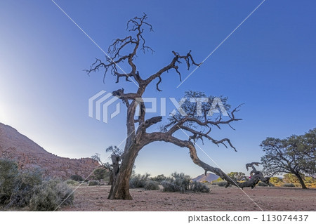 Picture of the unique landscape of the Tiras Mountains on the edge of the Namib Desert in Namibia 113074437