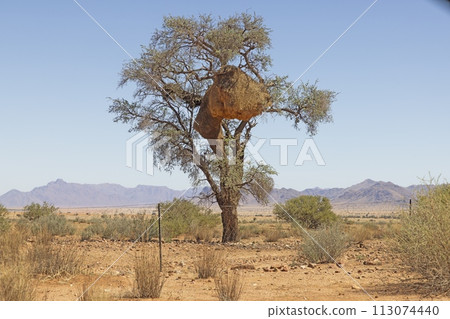 Picture of a tree with a large weaver bird's nest in namibia Picture of a tree with a large weaver bird's nest in namibia 113074440