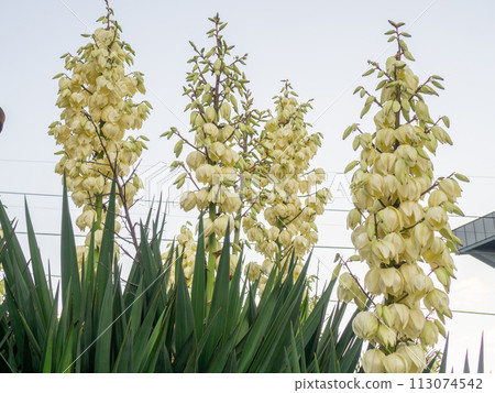 Yucca. The palm tree blooms with white flowers.  Flowers close-up. 113074542