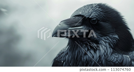 Portrait of raven with a copy space on the left side background Portrait of raven with a copy space on the left side background 113074760