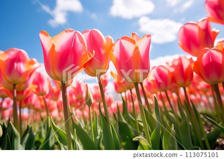 Colorful tulip flowers blooming in the field. 113075101