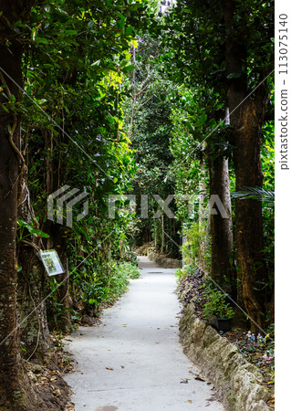 備瀨的福木樹 113075140