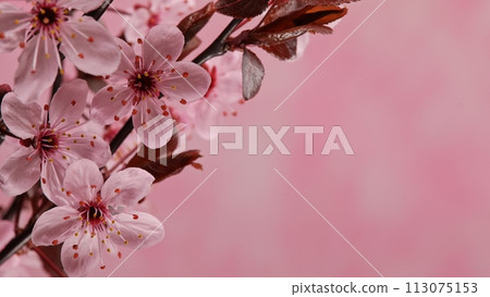 Cherry blossoms in full bloom, spring background 113075153