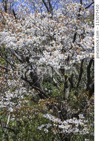 美麗綻放的野櫻花山櫻 美麗綻放的野櫻花山櫻 113075410