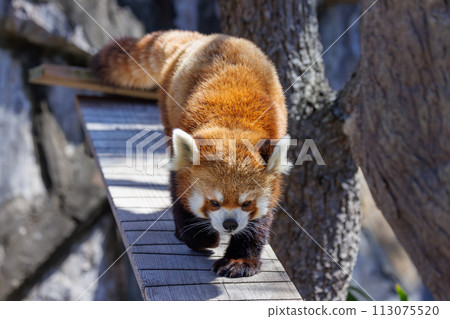 Red panda walking on the gangplank Red panda walking on the gangplank 113075520