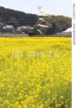 Kakinai Nanohana Park in Koga City, Fukuoka Prefecture Kakinai Nanohana Park in Koga City, Fukuoka Prefecture 113075789