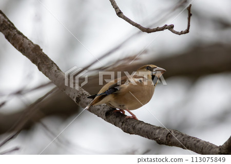 Shime棲息在樹枝上 113075849