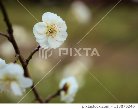 綠梅,三月盛開的白梅花 綠梅,三月盛開的白梅花 113076240