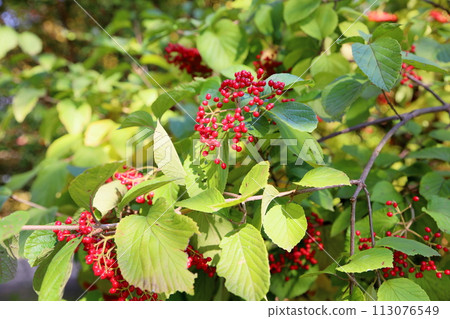 莢蓮屬植物果實，色彩鮮豔 113076549