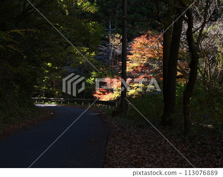 秋天的樹葉在黑暗的森林裡在陽光下閃閃發光 113076889