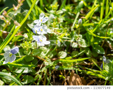Grass in the spring sunshine with white flowers. Background from plants. Lawn. Spring nature. 113077149