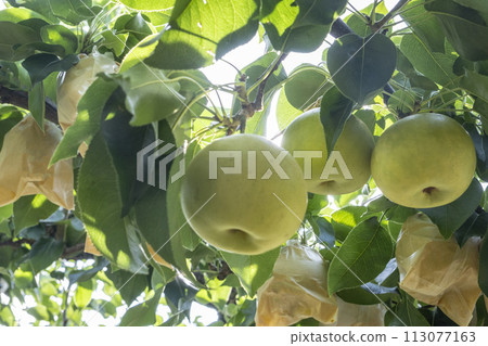 Nijisseiki Pear（鳥取縣百合濱町） 113077163