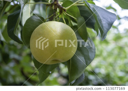 Nijisseiki Pear (Yurihama Town, Tottori Prefecture) 113077169