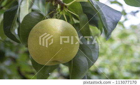 Nijisseiki Pear (Yurihama Town, Tottori Prefecture) Nijisseiki Pear (Yurihama Town, Tottori Prefecture) 113077170