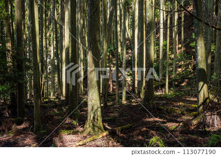 京都市鞍馬的針葉林，陽光透過樹木 113077190