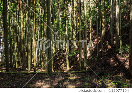 Kurama's coniferous forest with sunlight filtering through the trees, Kyoto City Kurama's coniferous forest with sunlight filtering through the trees, Kyoto City 113077194