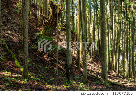 京都市鞍馬的針葉林，陽光透過樹木 113077196
