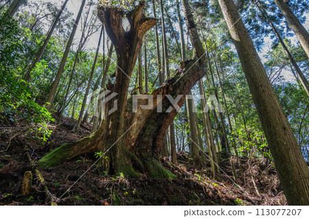 京都市鞍馬的針葉林，陽光透過樹木 113077207