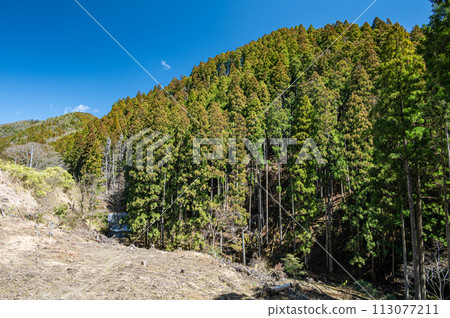 Coniferous Forest Spring Kurama Kyoto City 113077211
