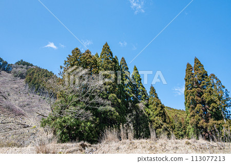 針葉林春天鞍馬京都市 113077213