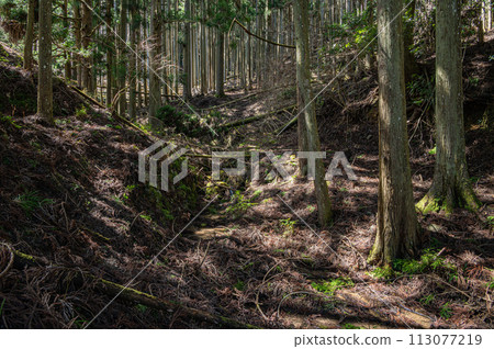 京都市鞍馬市，陽光透過樹木的針葉林 113077219