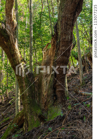 Old trees in a coniferous forest, Kurama, Kyoto City Old trees in a coniferous forest, Kurama, Kyoto City 113077235