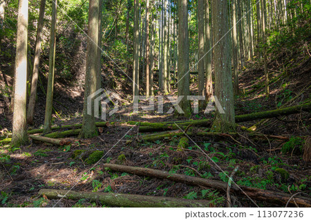Sunlit coniferous forest in Kurama, Kyoto 113077236