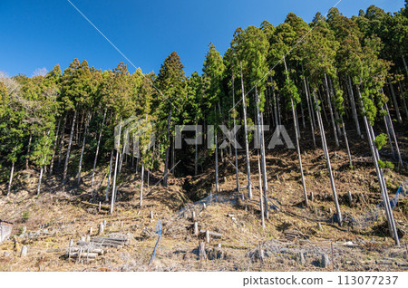 Coniferous Forest Kurama, Kyoto City 113077237