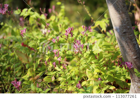 Hototogisu flower 113077261