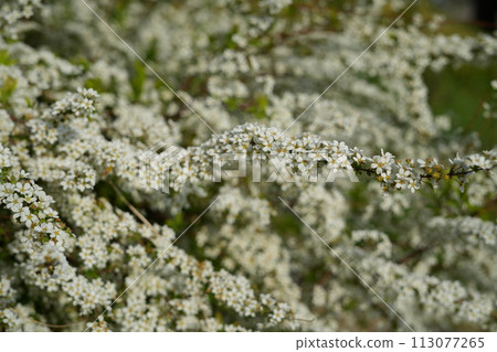 Yukiyanagi Yukiyanagi 113077265