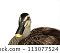 Mallard (no background) 113077524