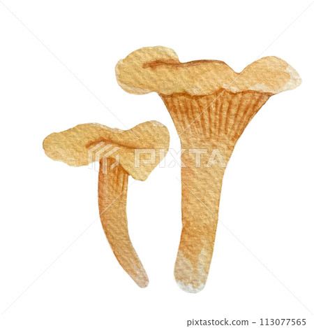 Wild mushroom watercolor set isolated on white. Chanterelle Wild mushroom watercolor set isolated on white. Chanterelle 113077565